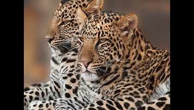 Nagpur: Row over not calling wardens for post-mortem of 2 leopards