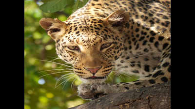 Leopard kills pet dog in Tirumala