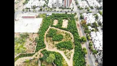 Ahmedabad’s green cover flourishes by 117% in a decade