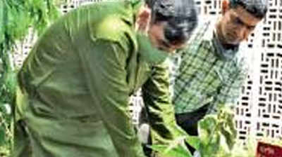 Get saplings for free from 14 govt nurseries in Delhi