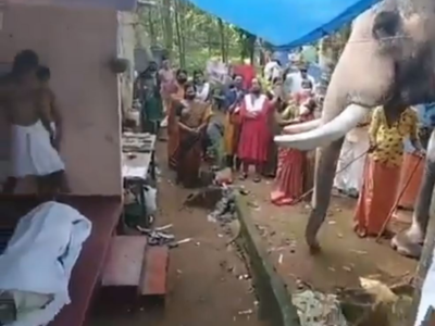 Video of elephant bidding farewell to dead Kerala Mahout goes viral