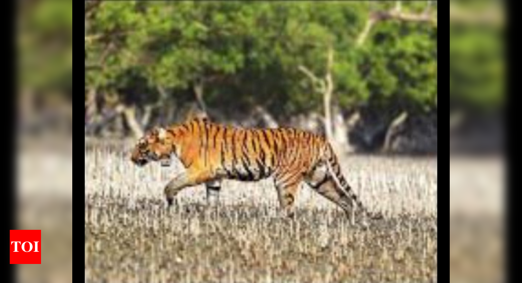 Collared in India, tiger covers 100km in 4 months to reach Bangladesh Sunderbans | Kolkata News