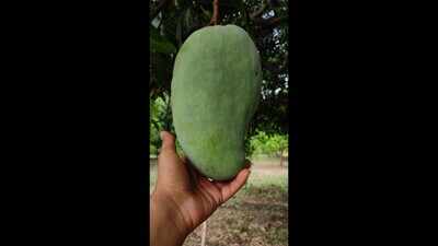 Noorjehan mangoes, with roots in Afghanistan, grown in MP