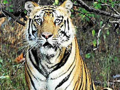 Madhya Pradesh opposes NTCA order to shut tiger reserves on Covid fears