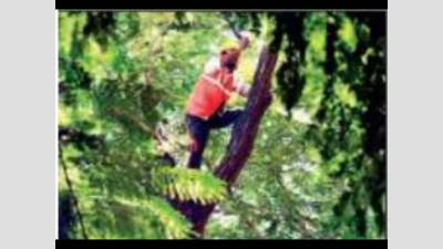 Thiruvananthapuram: Plan to prepare databank of trees in Vattiyoorkavu
