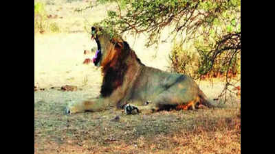 Chennai lion death cloud over West Bengal tourism
