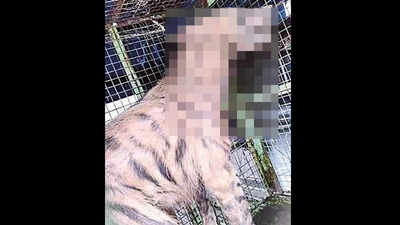 Maharashtra: Striped hyena with injury to leg rescued from Shahpur