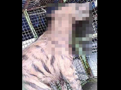 Maharashtra: Striped hyena with injury to leg rescued from Shahpur