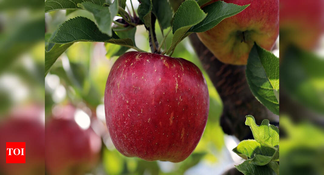 Farmer’s ‘apple’ experiment bears fruit in Vadodara village Vadodara News Times of India