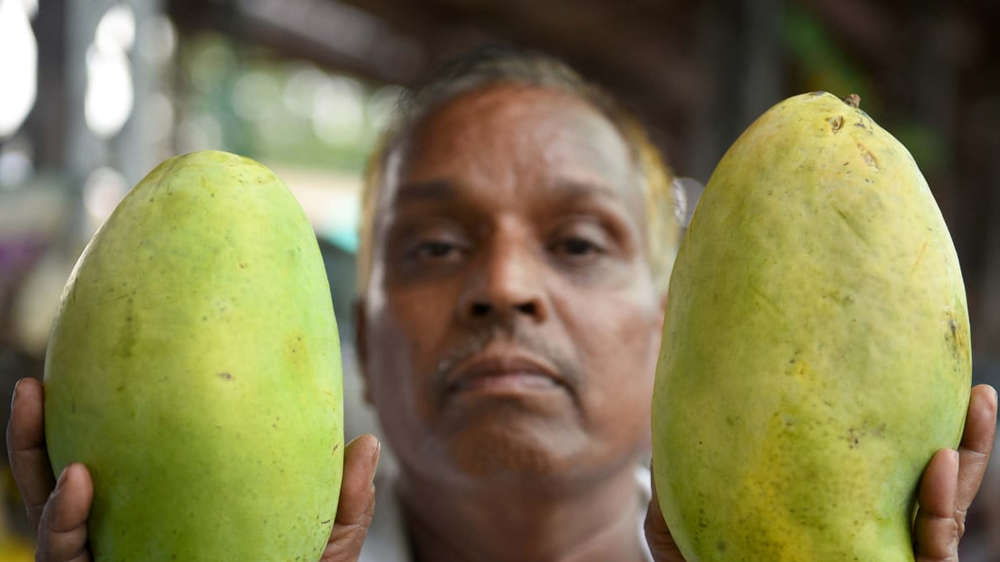 Cultivated in Madhya Pradesh, 'Noorjahan' mangoes cost Rs 1,000/piece