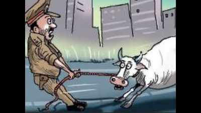 Chennai: Now, police to take stray cattle by the horns