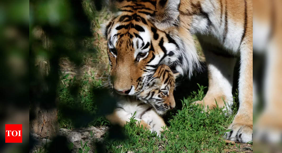 Zoo asks public for help naming two 'incredibly rare' female newborn  Siberian tigers - Mirror Online