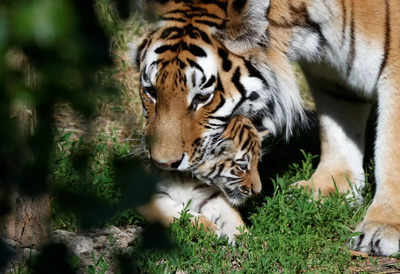 Excited' Polish zoo unveils rare Siberian tiger cubs - Times of India