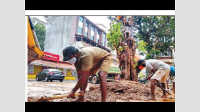 Goa: Civic body uprights 100-year-old uprooted tree in Panaji