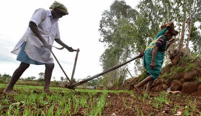 'MSP will continue': Govt announces hike in support prices for kharif crops