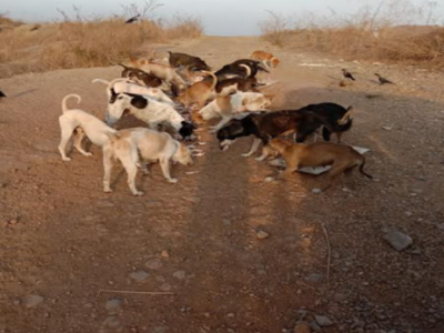 Navi Mumbai: 'Provide rain shelters for airport dogs' demand animal  activists | Navi Mumbai News - Times of India