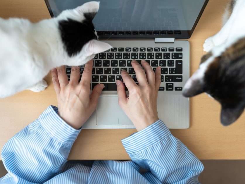 How to stay productive while working from home with your cat