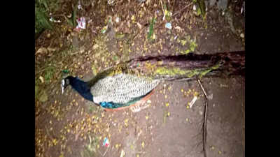 Three more peacocks found dead in Auraiya