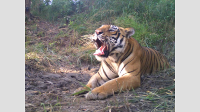 Valmiki tiger reserve and zoo to remain closed for tourism activities in Bihar