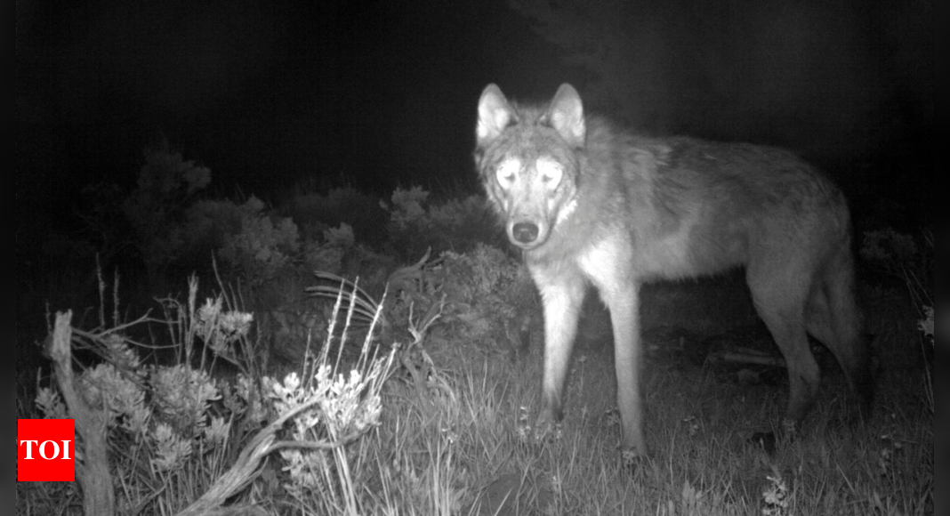 Colorado reports first litter of wolf pups in 80 years