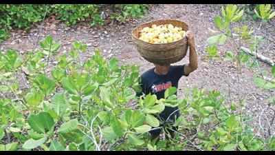 Goa: Adverse weather, Covid surge dampens cashew feni industry