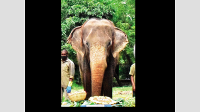 Hyderabad: Elephant, leopard die due to old age