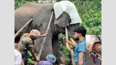 Tusker tranquilized, chain removed from leg in Bankura