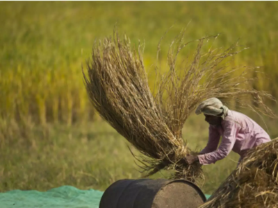 Tamil Nadu: Declare paddy MSP of Rs 2,500/quintal, Thanjavur farmers urge chief minister