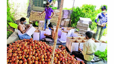 Karnataka: Farmer earns over Rs 55 lakh from pomegranates grown on 4 acres in Koppal district