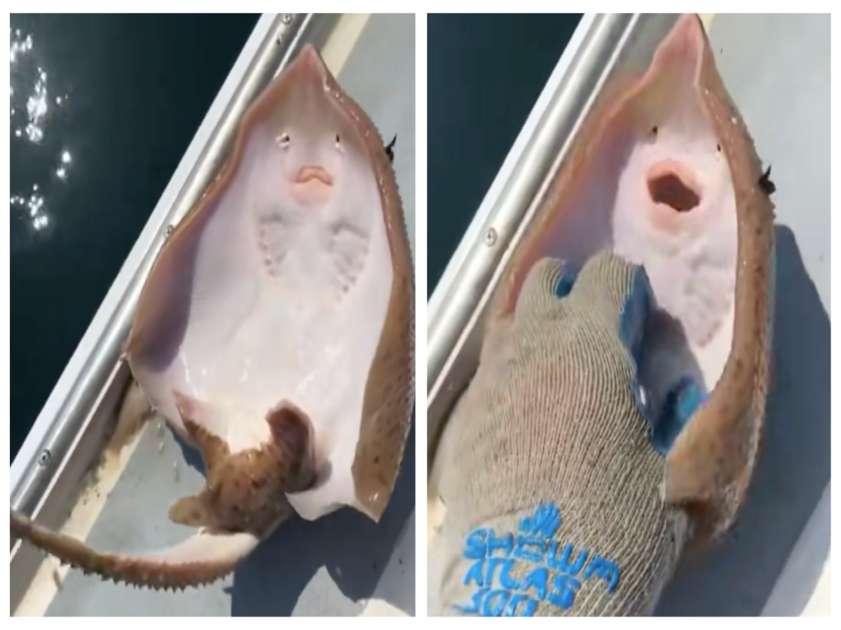 Watch: Did you know stingrays are ticklish?