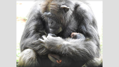 Baby chimpanzee born in Chennai’s Vandalur zoo