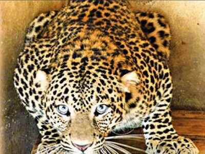Rescue centres full, U'khand to shift maneater leopards to Gujarat | India News - Times of India Rescue centres full, U'khand to shift maneater leopards to Gujarat | India News - Times of India