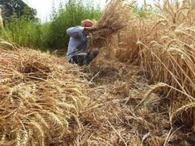 Uttar Pradesh set to surpass its wheat purchase record