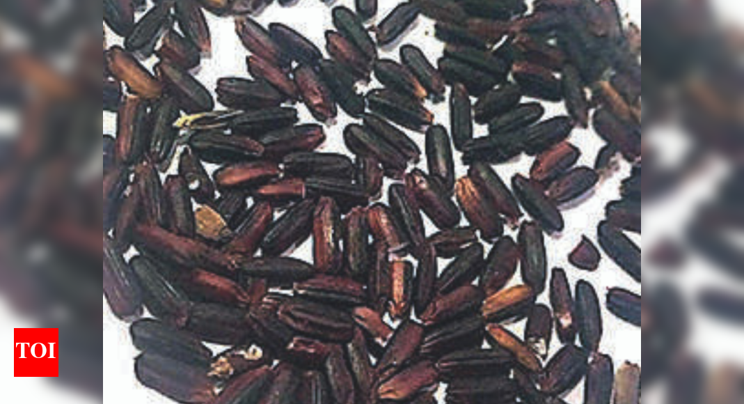 Black and red rice grow popular among Andhra Pradesh’s paddy farmers ...