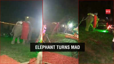 Viral video: Irked over noise at wedding, elephant goes on rampage in Prayagraj