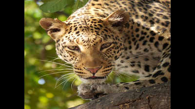 Leopard spotted at villages near Hinjewadi in Pune