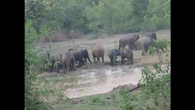 Madhya Pradesh: Wildlife Trust of India training villages around Bandhavgarh tiger reserve under elephant project
