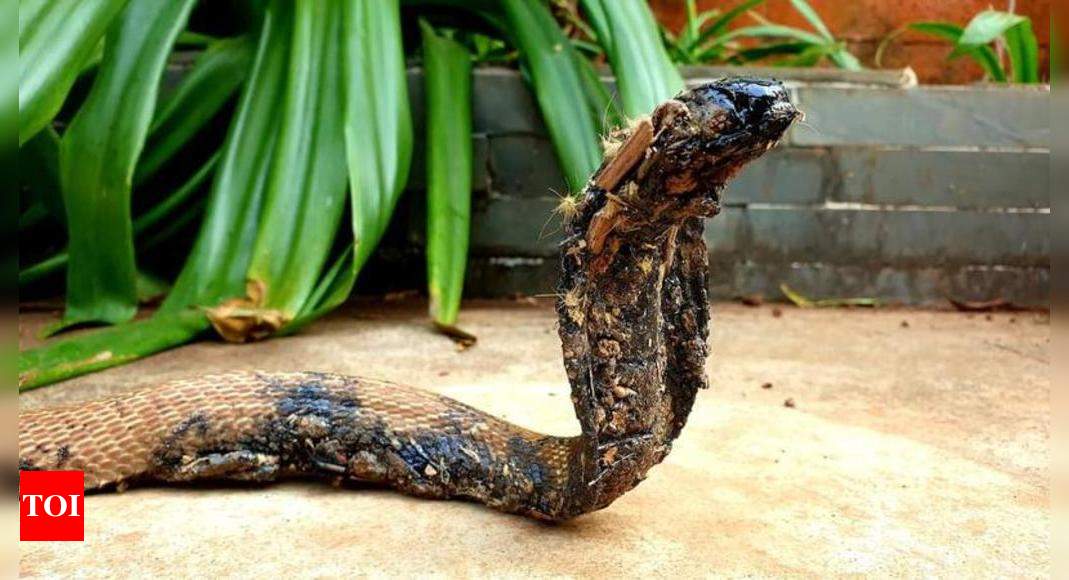 Goa: Suffocated by tar, cobra in Margao gets another lease of life