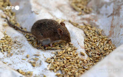 After fire and floods, Aussie farmers suffer devastating mouse plague