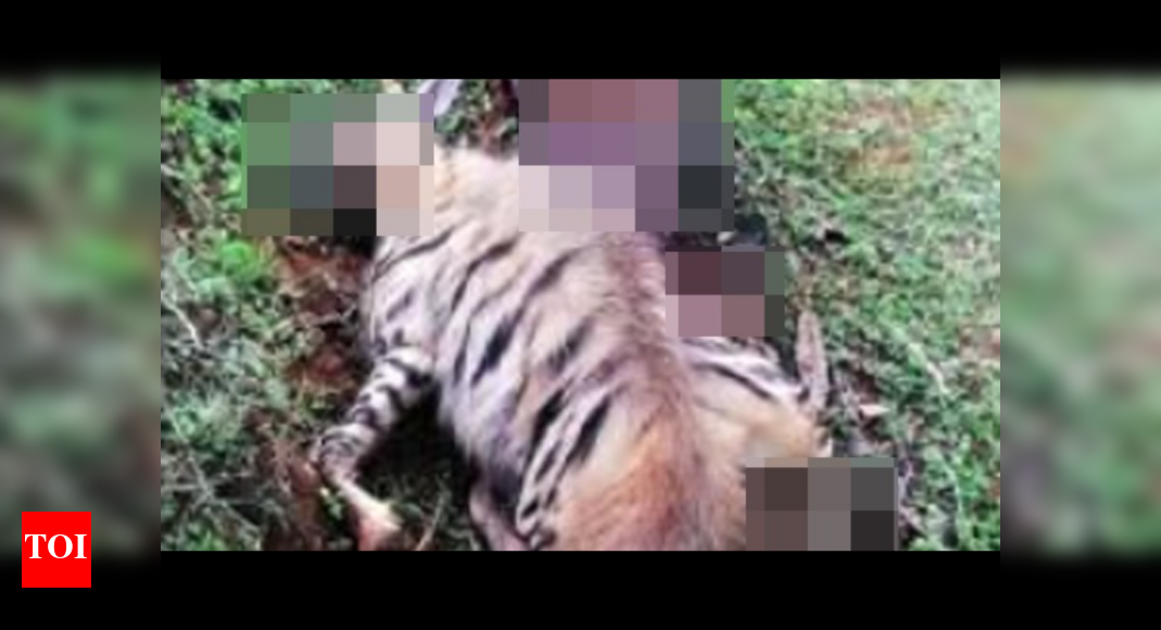 Striped hyena found dead in Tamil Nadu's Mudumalai Tiger Reserve