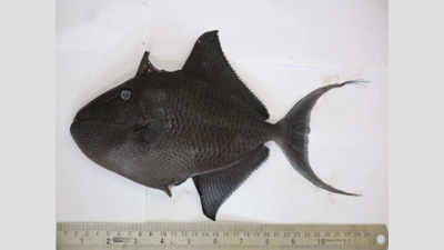 Goa: New fish species in Zuari piques interest of scientists