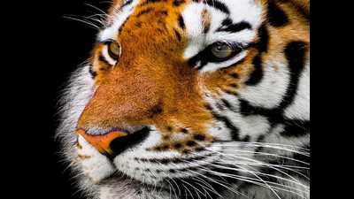 Uttarakhand: Road through Corbett-Rajaji corridor will disrupt tiger habitats