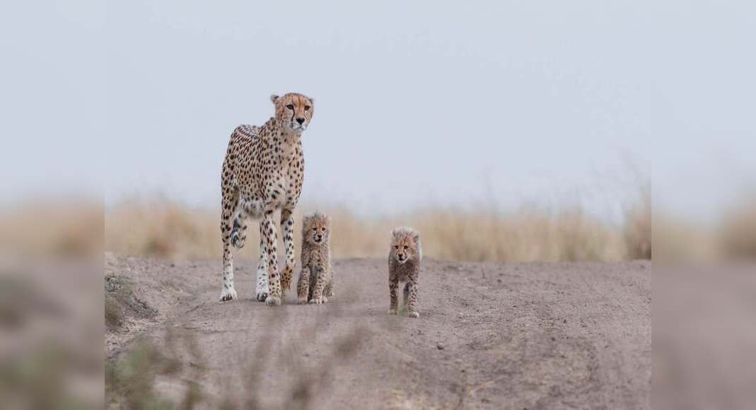 Cheetahs to get reintroduced in India by the end of this year | Times of India Travel Cheetahs to get reintroduced in India by the end of this year | Times of India Travel