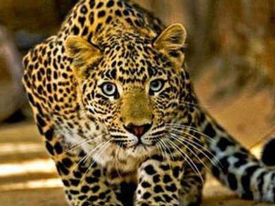 RIL rescue centre likely to get leopards from Himachal Pradesh, Uttarakhand