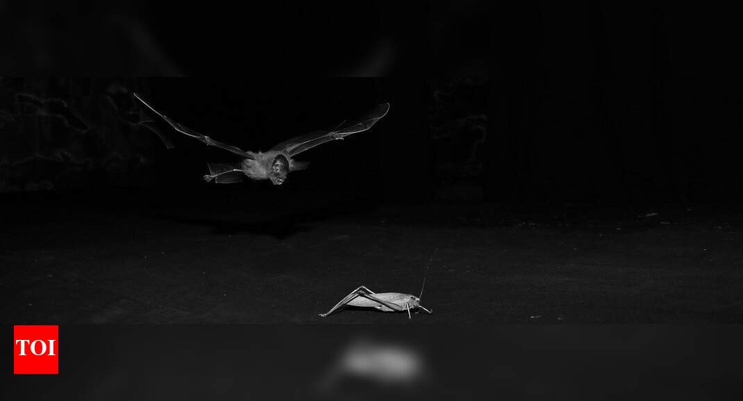 Bat, cricket and missed catching chances: Eavesdropping predator takes ...