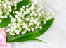 When lilies bloomed…