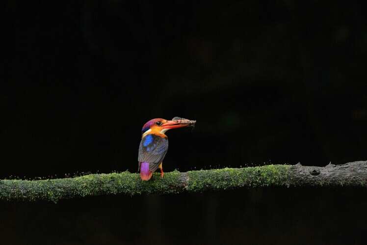 Karnala Bird Sanctuary