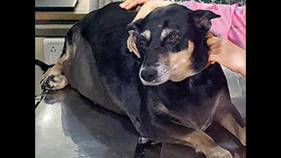 Maharashtra: In a first, 50kg pet dog undergoes bariatric operation