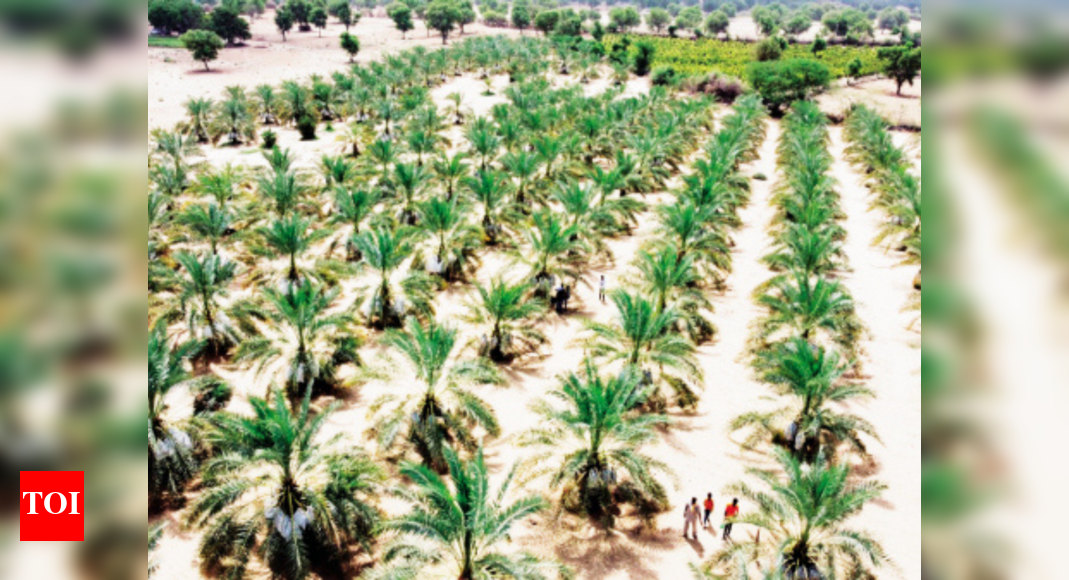 Rajasthan Fruits and two crops in midst of Thar desert Jaipur News