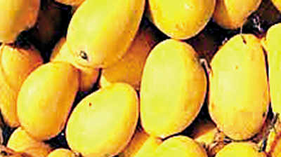 Jardalu mangoes from Bihar's Bhagalpur exported to UK